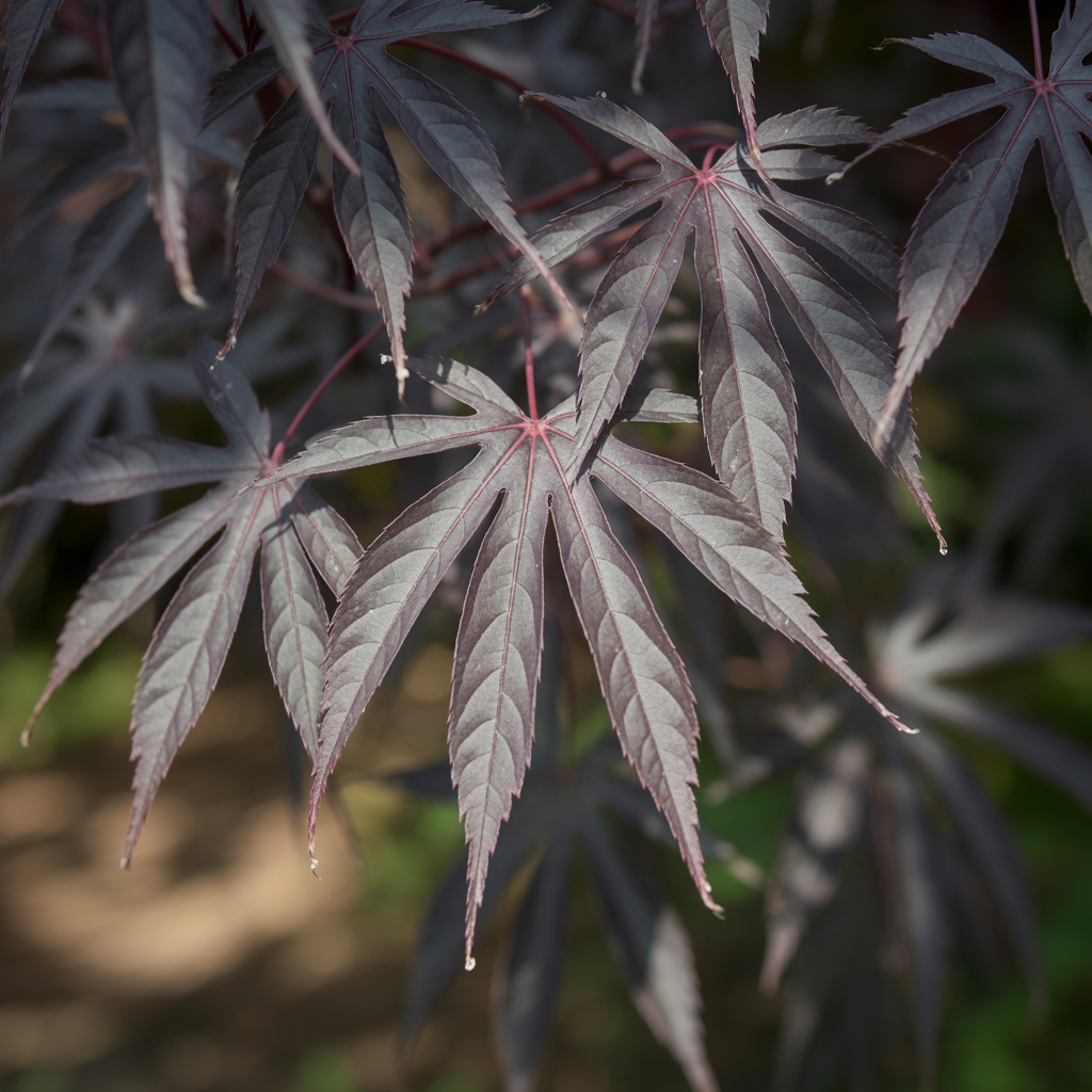 Acer palmatum Jerre Schwartz | Arce japonés con hojas de colores vibrantes, ideal para jardines modernos