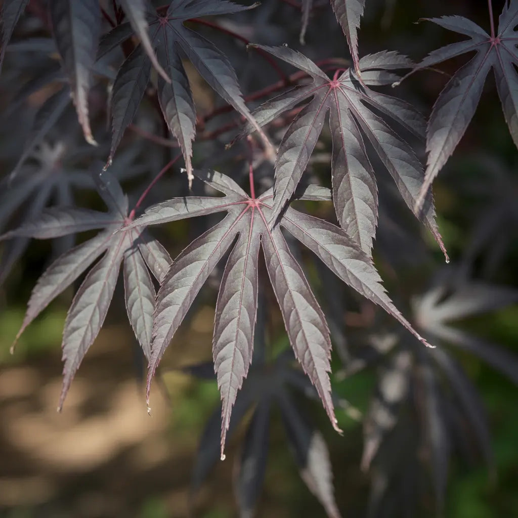 Acer palmatum Jerre Schwartz | Arce japonés con hojas de colores vibrantes, ideal para jardines modernos Arces Japoneses