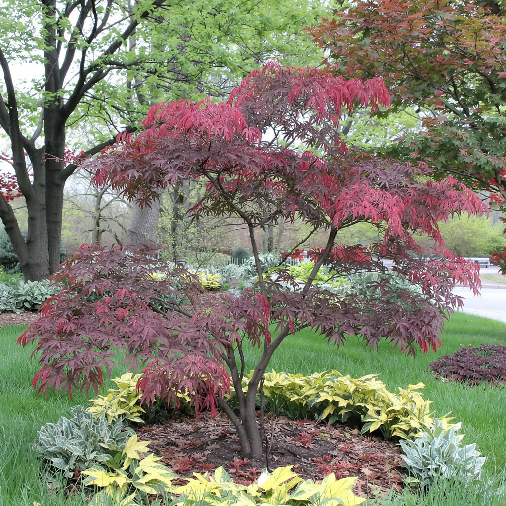 Acer palmatum Bloodgood | El arce japonés rojo oscuro más popular y elegante