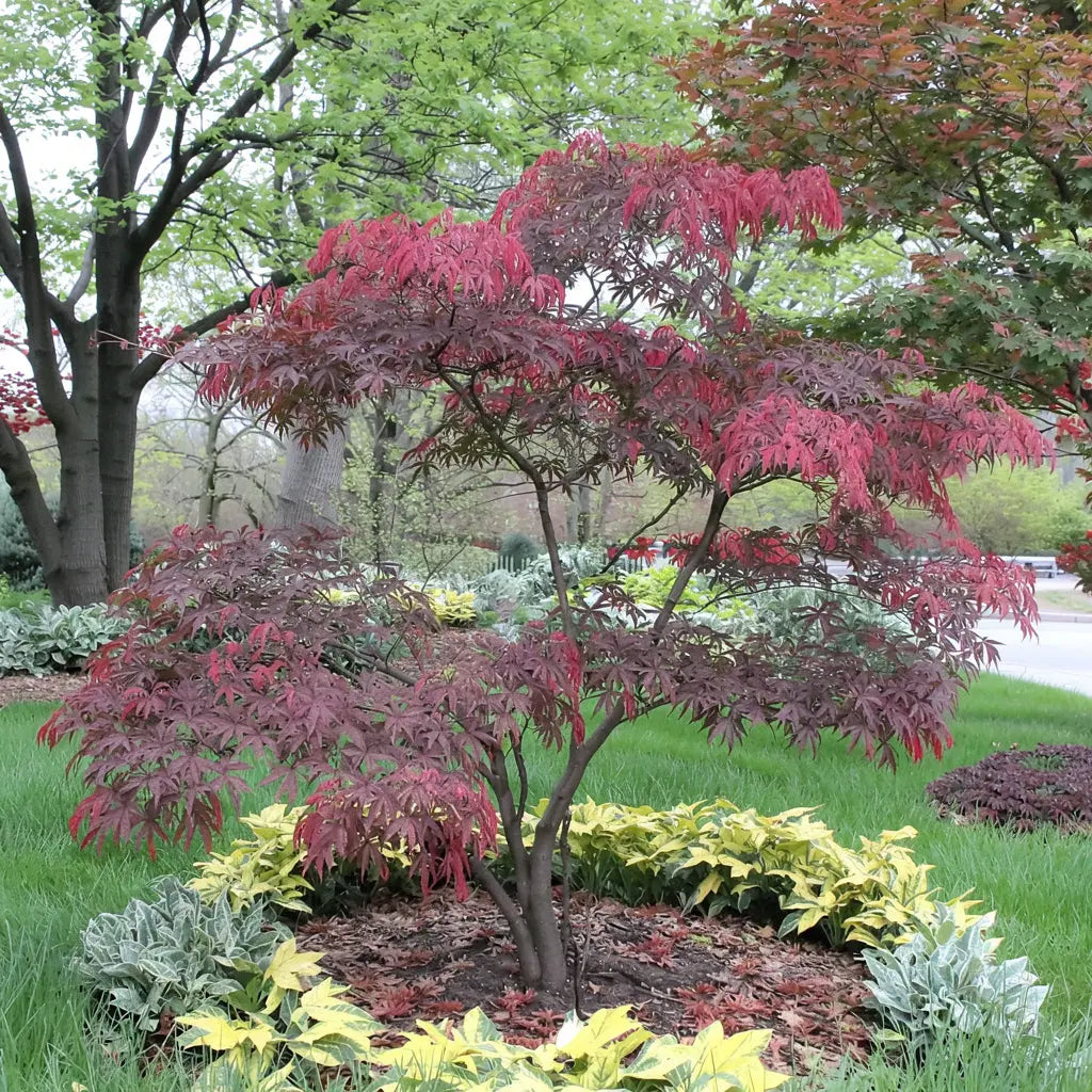 Acer palmatum Bloodgood | El arce japonés rojo oscuro más popular y elegante Arces Japoneses