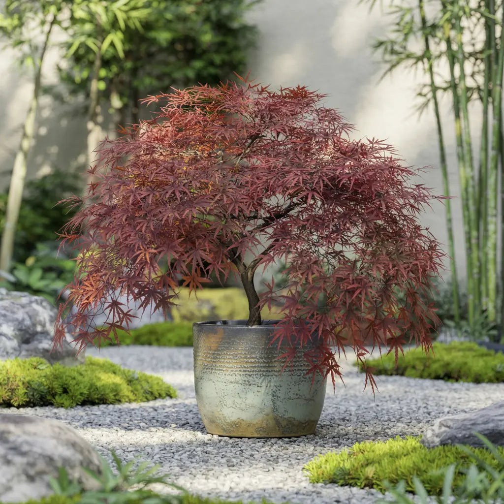 Acer palmatum Dissectum Garnet | Arce japonés de hojas finamente divididas en tonos rojo granate Arces Japoneses