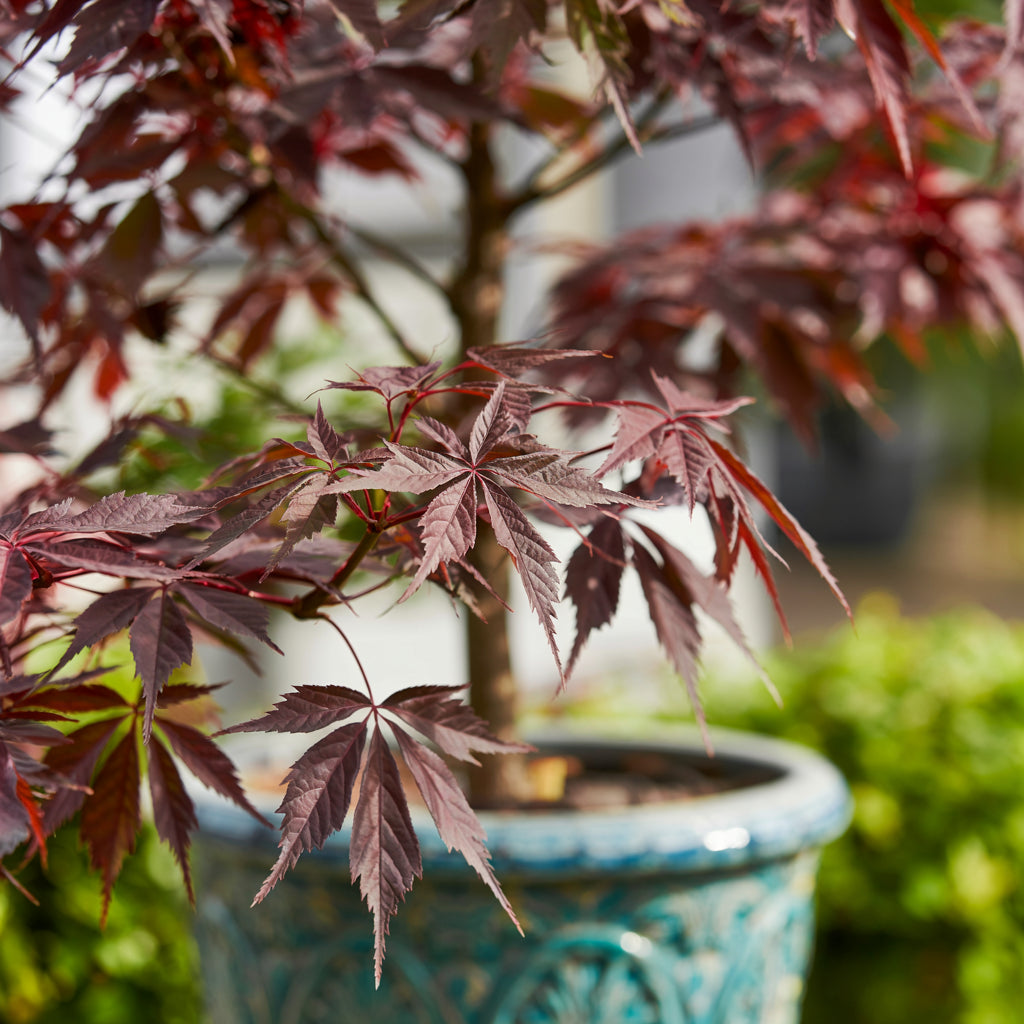 Acer palmatum Atropurpureum | El arce japonés rojo más clásico y resistente