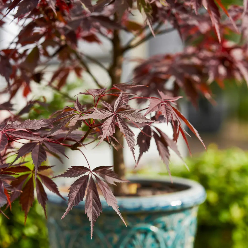 Acer palmatum Atropurpureum | El arce japonés rojo más clásico y resistente Arces Japoneses