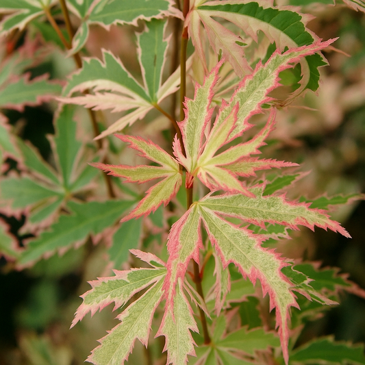 Acer palmatum Butterfly | Arce japonés variegado de porte elegante y follaje decorativo