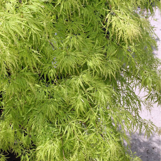 Acer palmatum Dissectum Viridis | Arce japonés llorón de hojas verdes finamente divididas