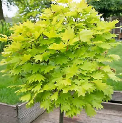 Acer palmatum Jordan | Arce japonés elegante con hojas profundamente lobuladas y colores vibrantes