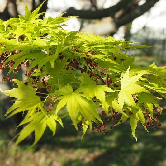 Acer palmatum Jordan | Arce japonés elegante con hojas profundamente lobuladas y colores vibrantes