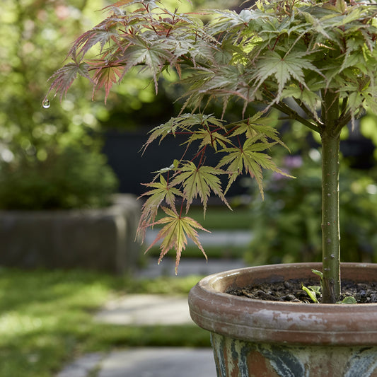 Acer palmatum Butterfly | Arce japonés variegado de porte elegante y follaje decorativo