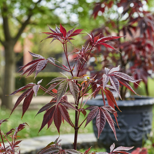 Acer palmatum Atropurpureum | El arce japonés rojo más clásico y resistente