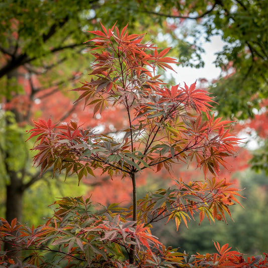 Acer palmatum | Arce Japonés Tradicional
