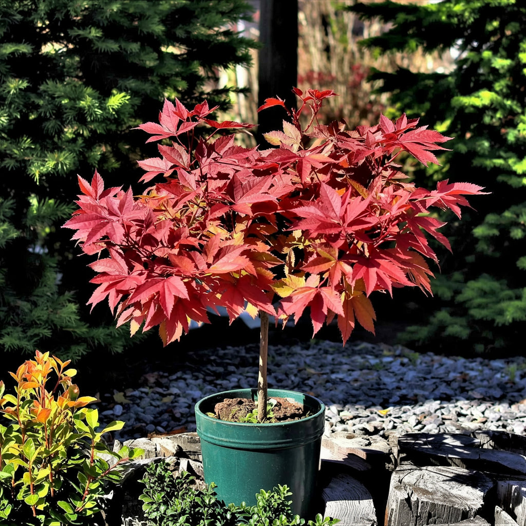 Acer palmatum Beni-Maiko | Arce japonés compacto de hojas rojas brillantes