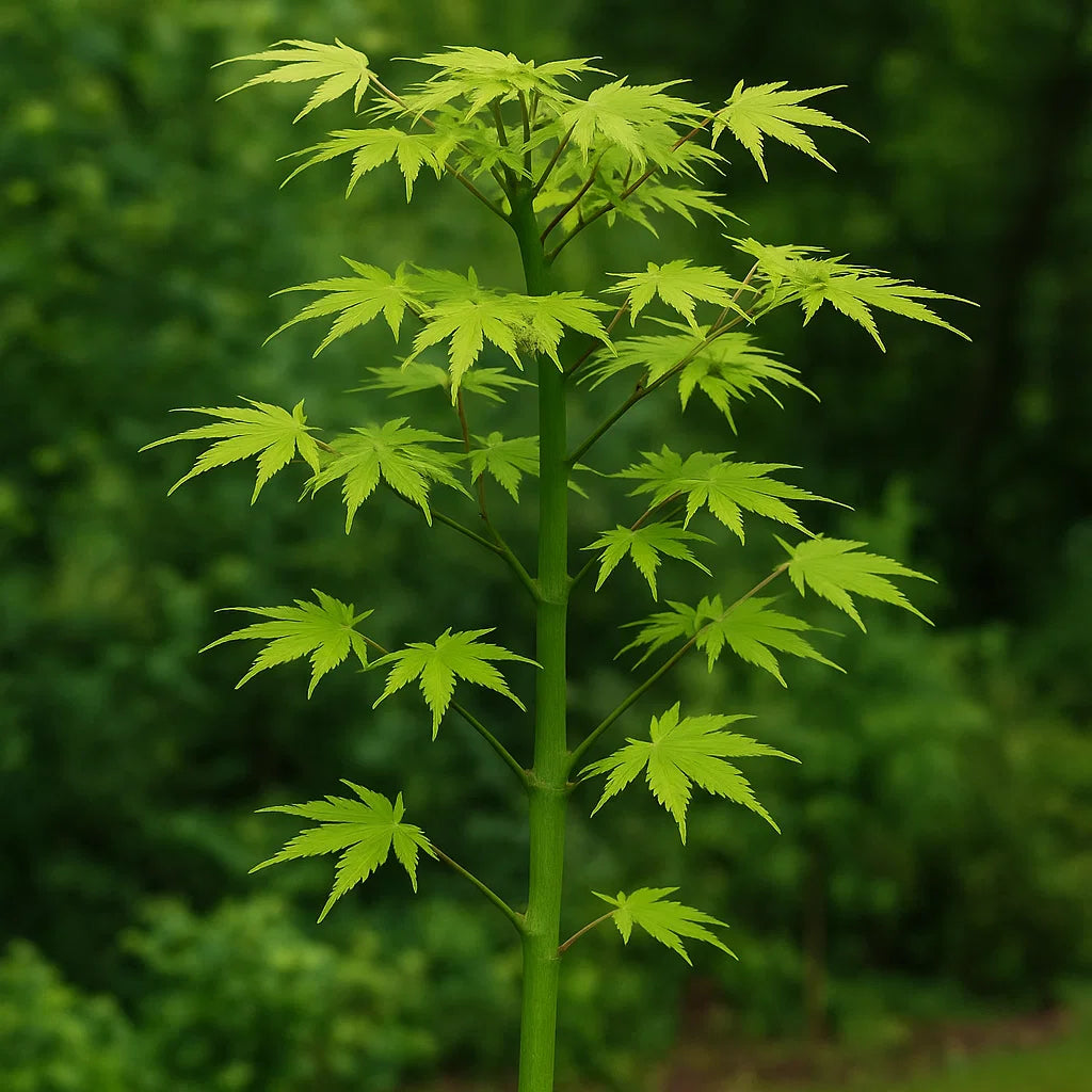 Acer palmatum Going Green | Arce japonés elegante de tronco verde brillante y hojas frescas primaverales