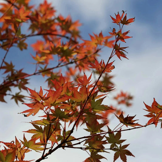 Acer palmatum Katsura | Arce japonés con hojas de color naranja brillante que evolucionan a tonos dorados